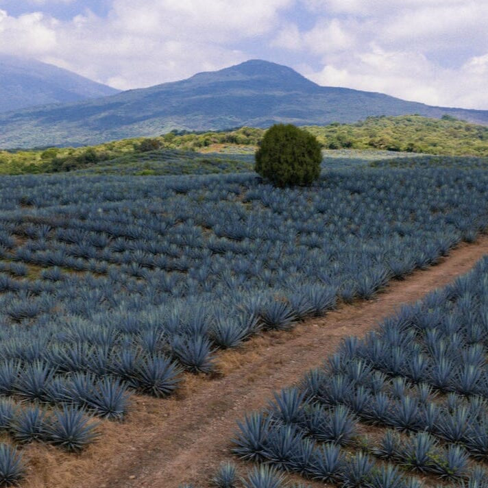 Excellia Tequila Blanco Tequila Maison Villevert