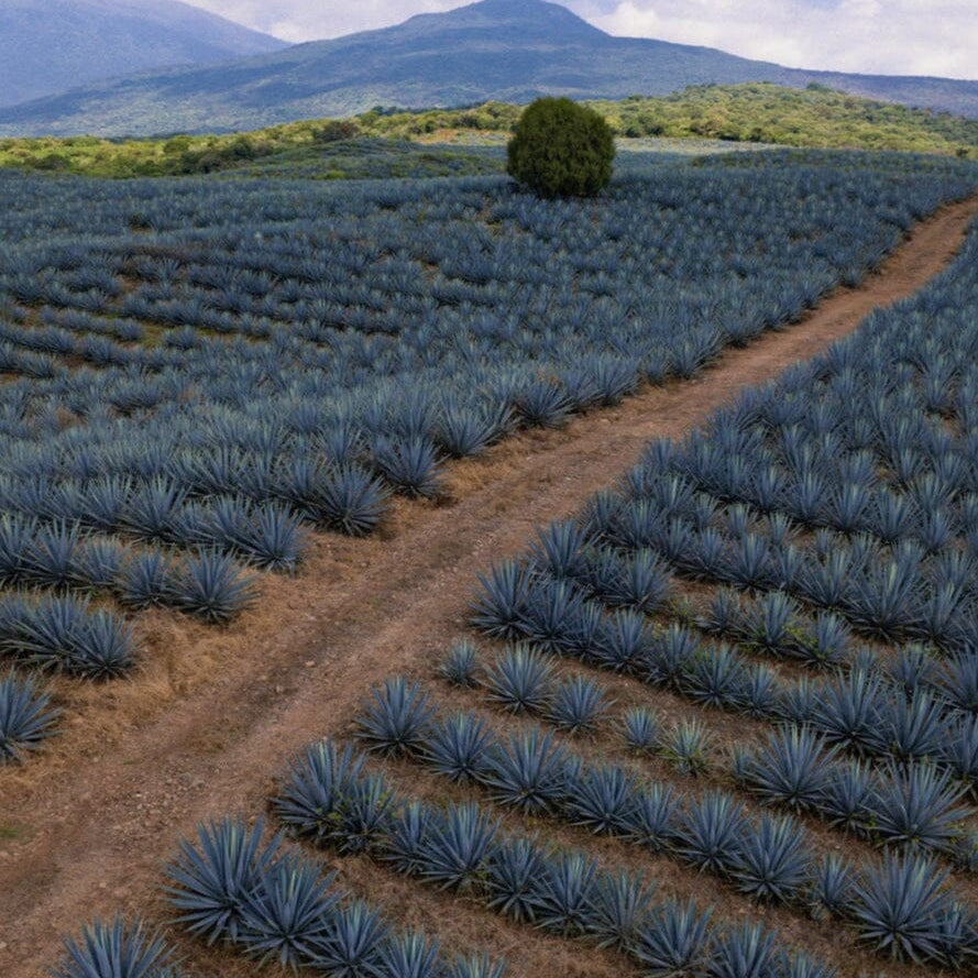 Excellia Tequila Reposado Tequila Maison Villevert