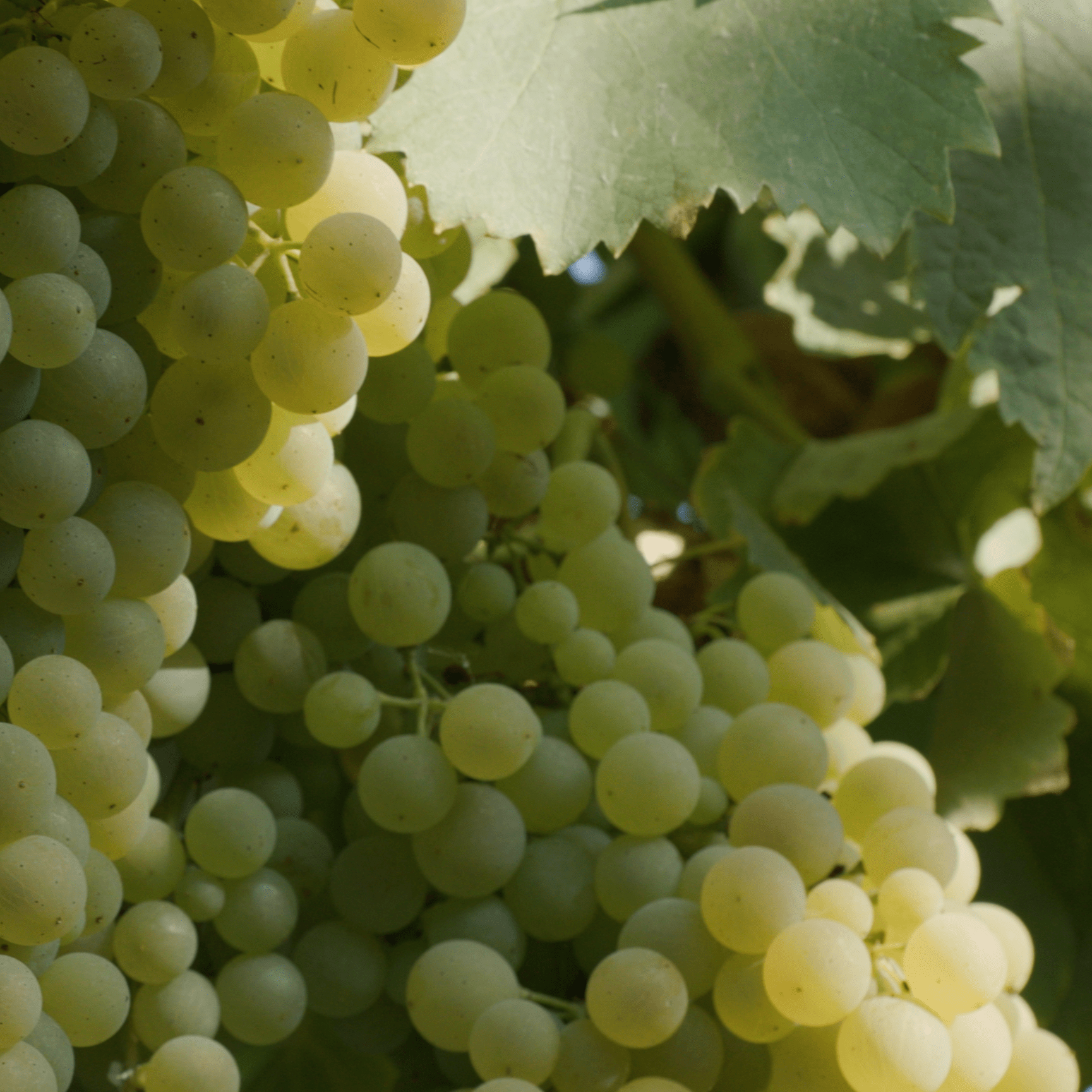 Grosperrin MMC 1 Liqueur Maison Villevert