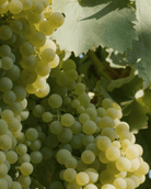 Grosperrin MMC 1 Liqueur Maison Villevert