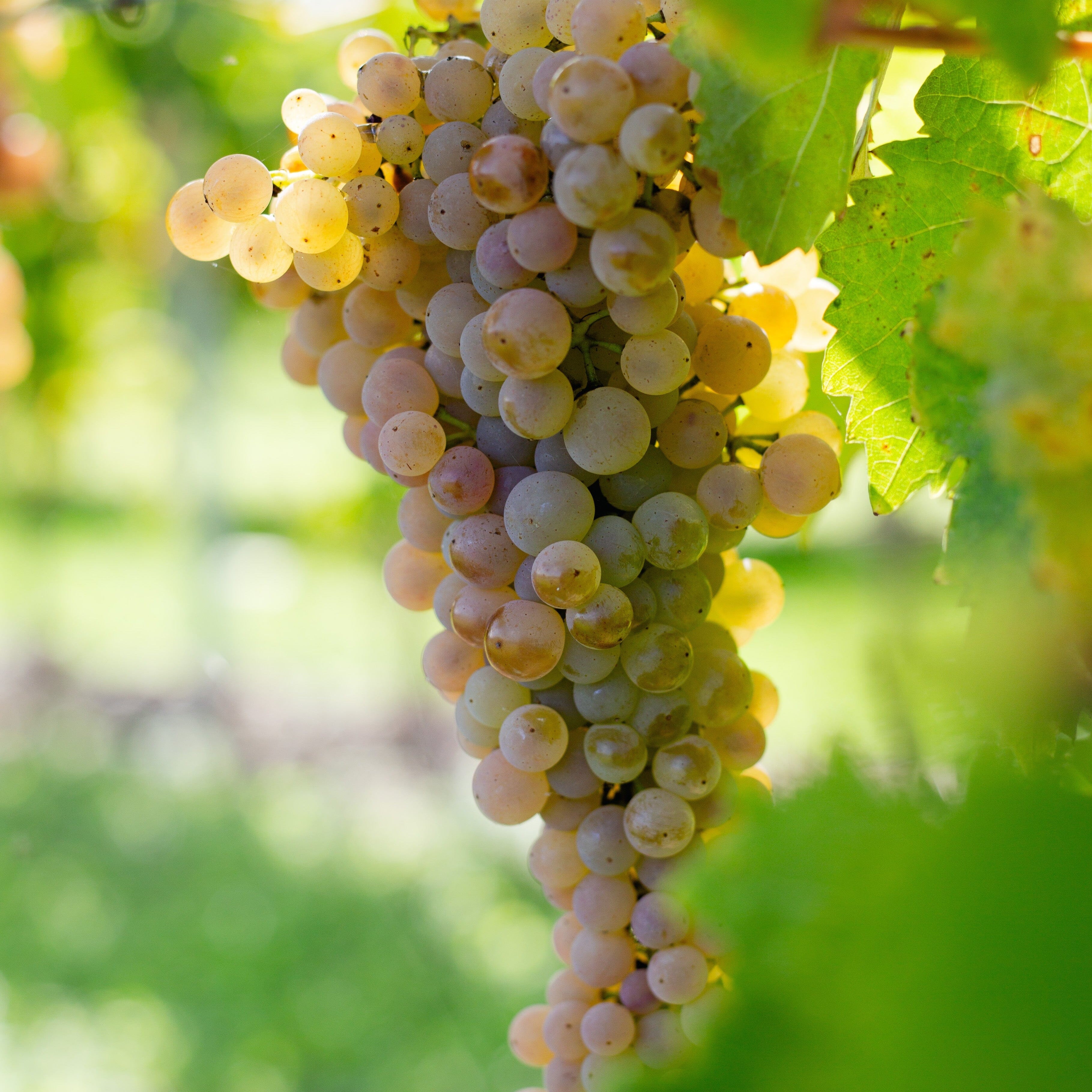 Grosperrin MMC 3 Liqueur Maison Villevert