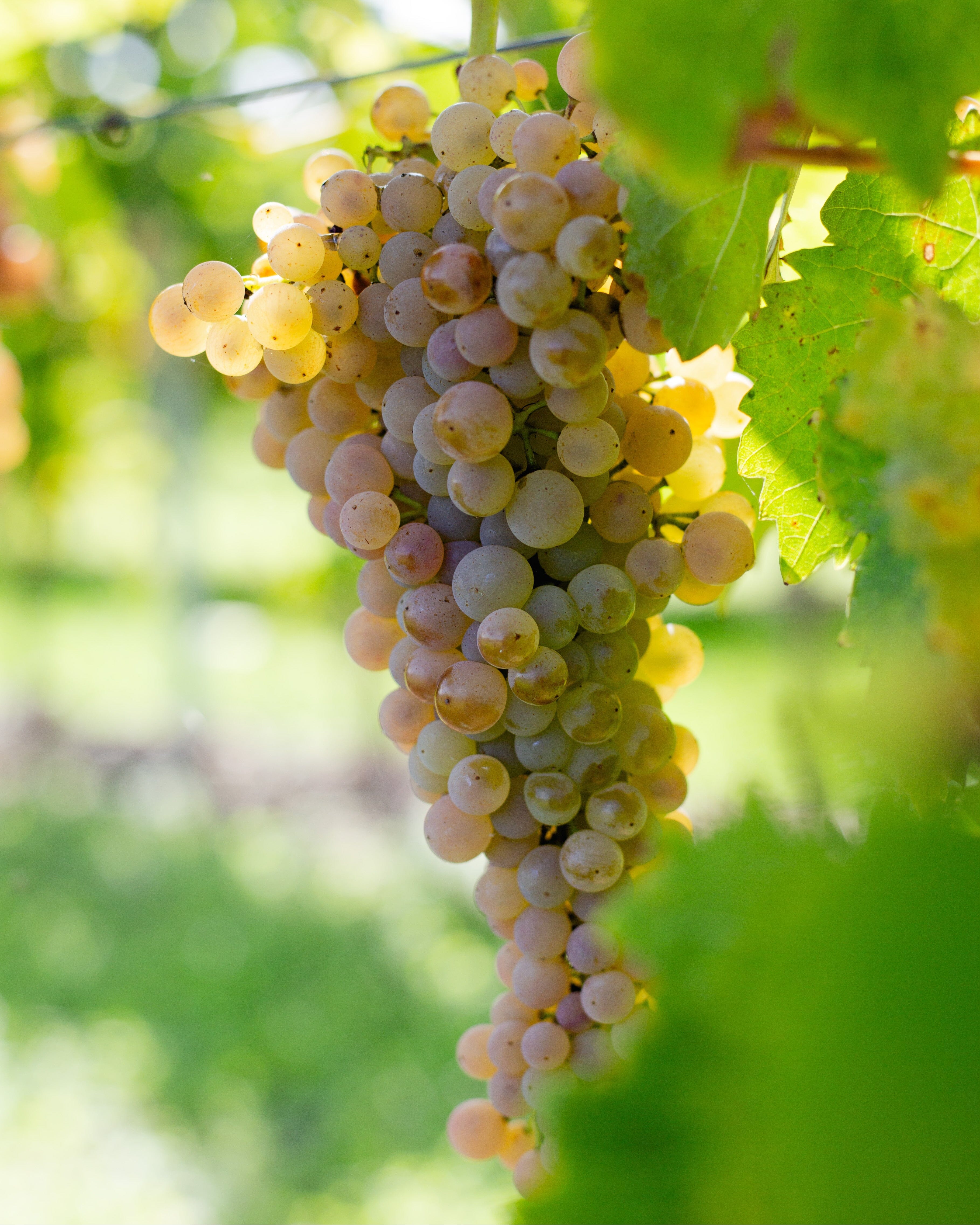 Grosperrin MMC 3 Liqueur Maison Villevert