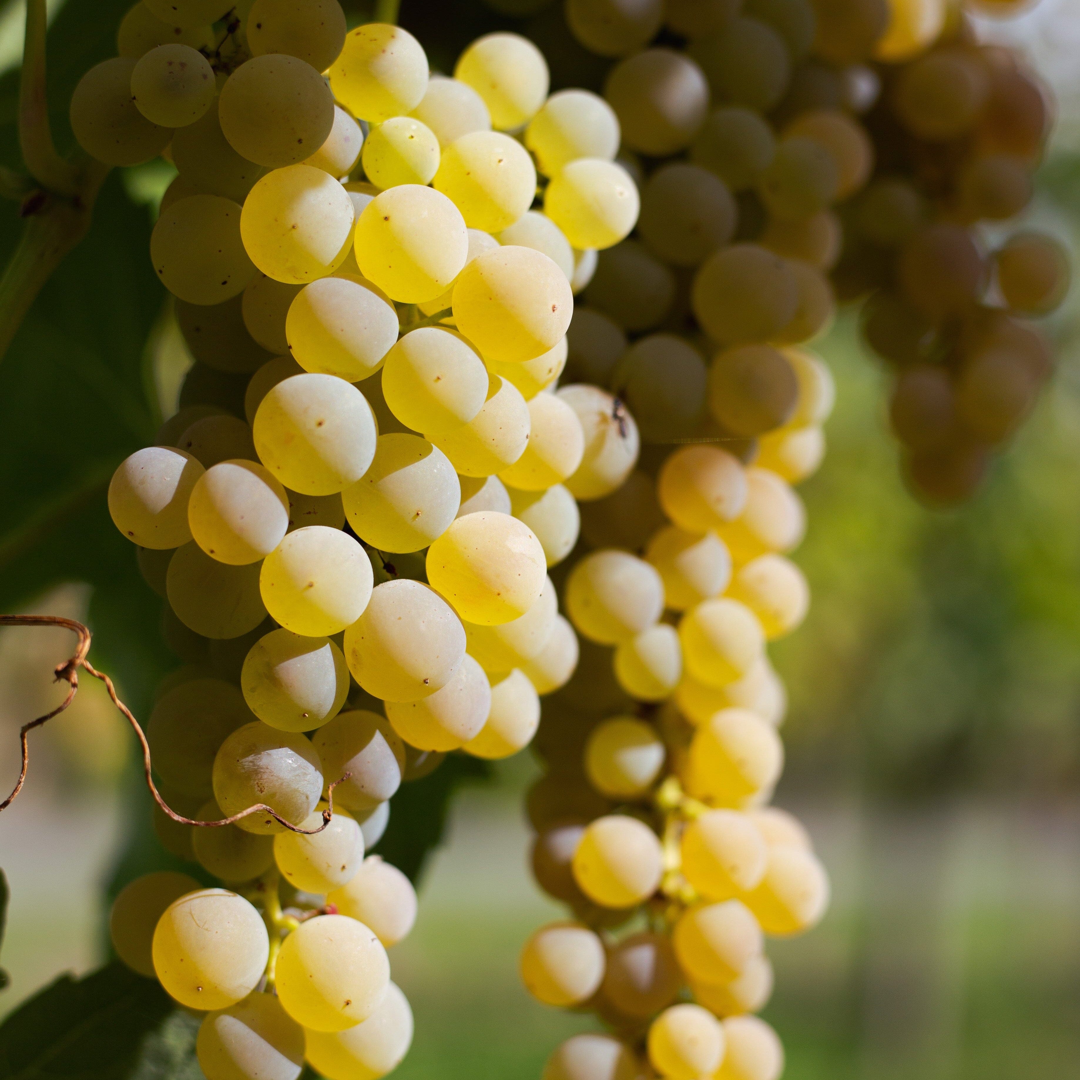 G'Vine Floraison Gin Maison Villevert