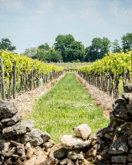 La Guilde du Cognac Borderies Cognac Maison Villevert
