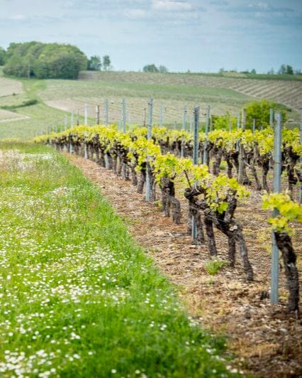 La Guilde du Cognac Grande Champagne Cognac Maison Villevert