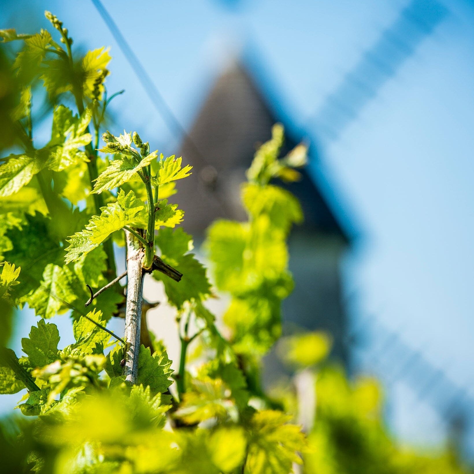 La Guilde du Cognac Petite Champagne Cognac Maison Villevert