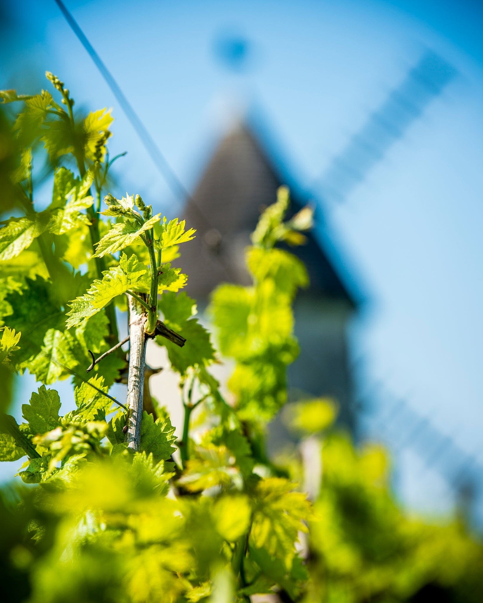 La Guilde du Cognac Petite Champagne Cognac Maison Villevert