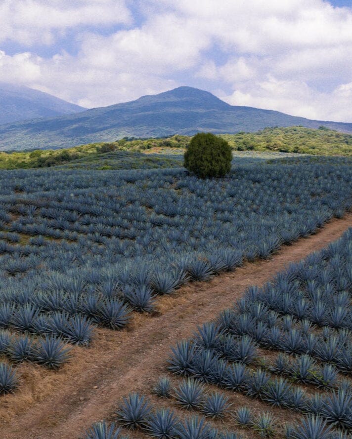 Excellia Tequila Blanco Tequila Maison Villevert 