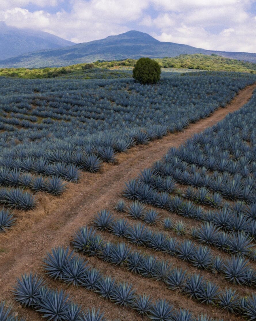Excellia Tequila Reposado Tequila Maison Villevert 