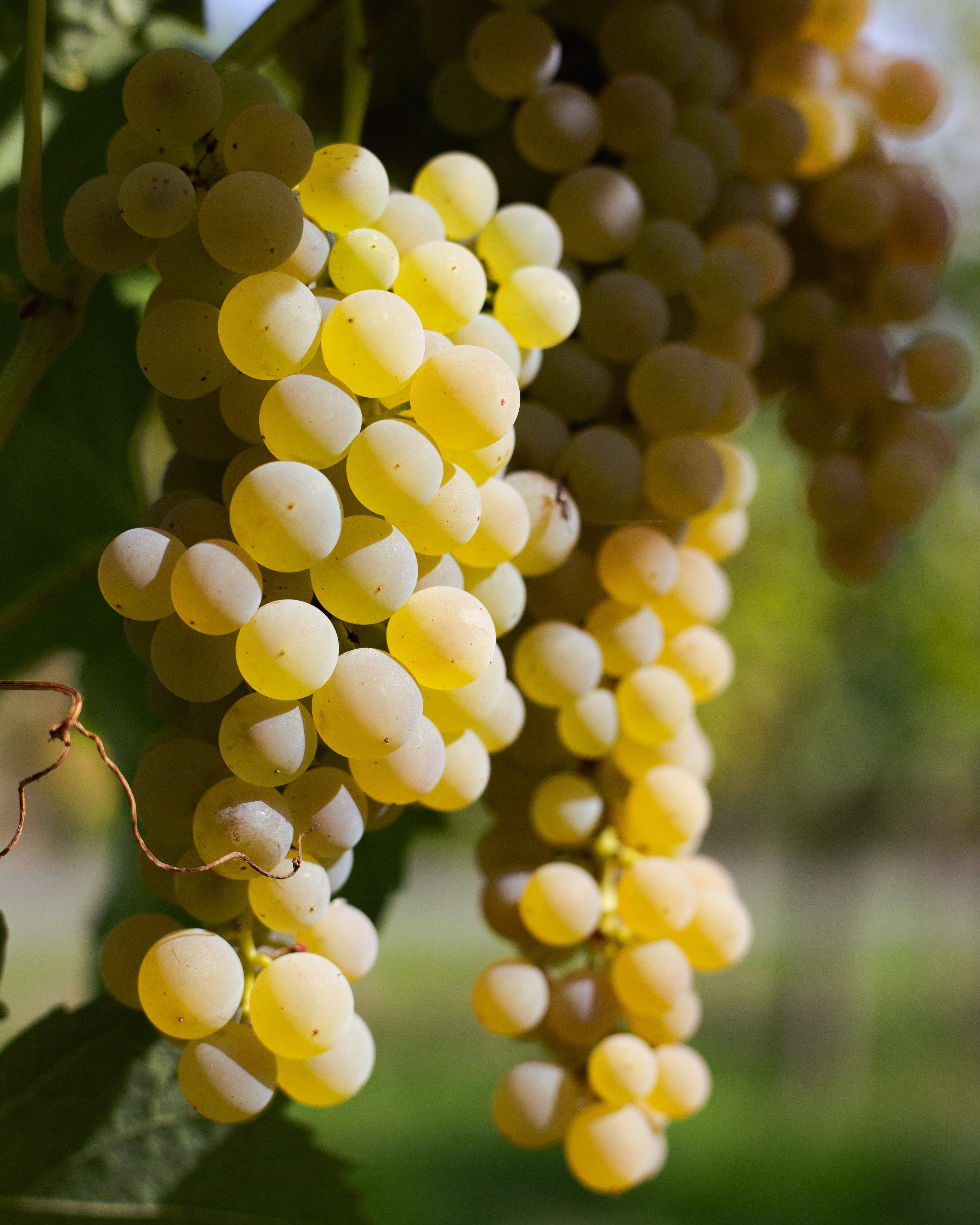 G'Vine Floraison Gin Maison Villevert 